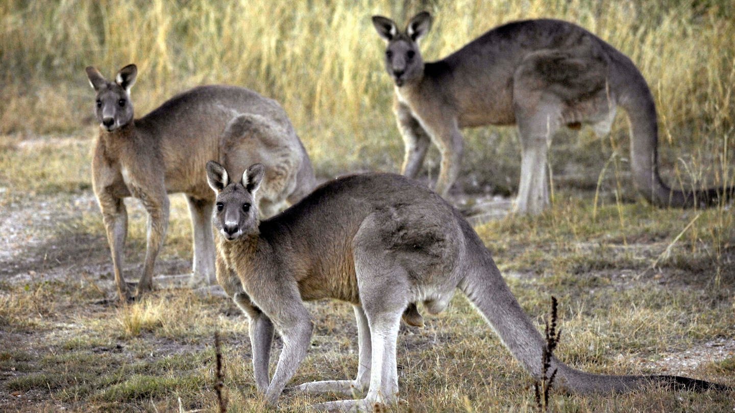 Kängurus fressen Gras in der Nähe von Canberra.