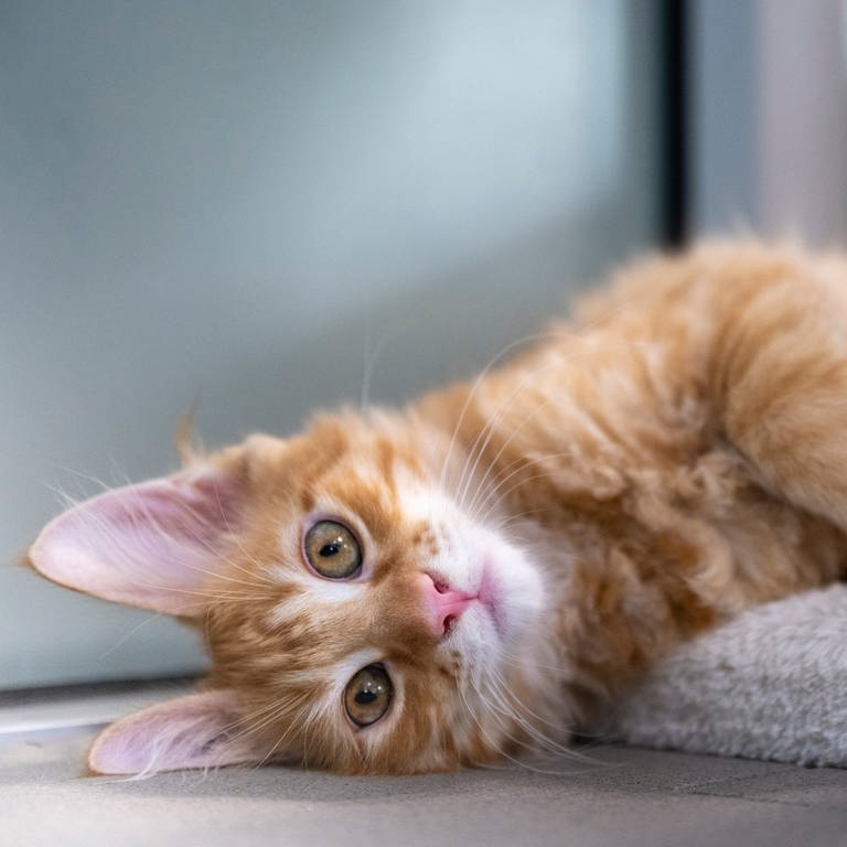 Kosten beim Tierarzt steigen ab November - besonders für Katzen (Foto: dpa Bildfunk, picture alliance/dpa | Monika Skolimowska)
