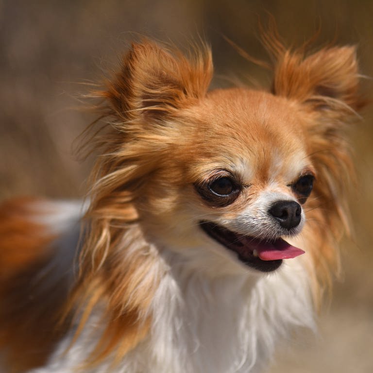 portrait of a little chihuahua in the nature , 34411424.jpg, dog, puppy, chihuahua, animal, pet, little, purebred, nature, summer, head, portrait, outdoor (Foto: IMAGO, portrait of a little chihuahua in the nature , 34411424.jpg, dog, puppy, chihuahua, animal, pet, little, purebred, nature, summer, head, portrait, outdoor)