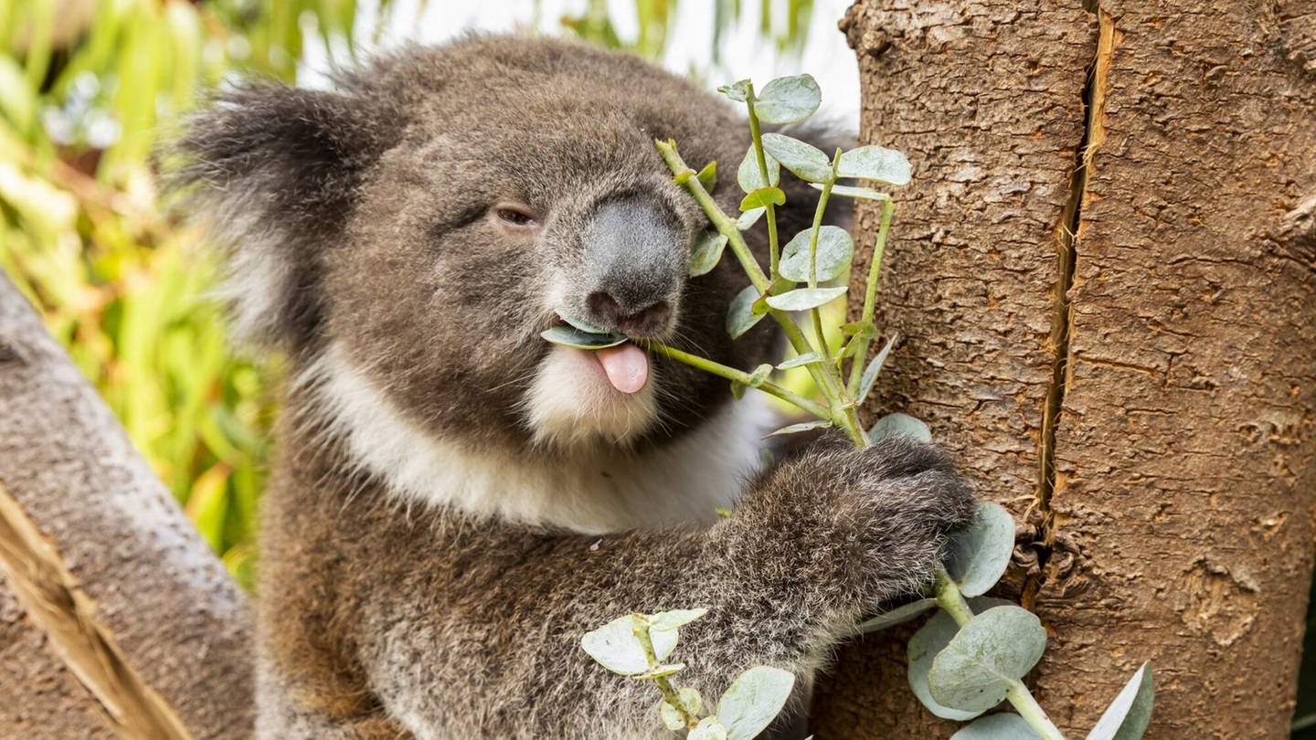 Koala (Foto: dpa Bildfunk, IMAGO / Cover-Images)