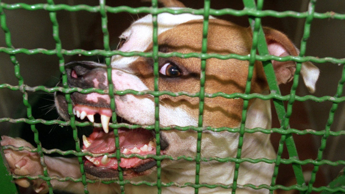 Bedrohlich fletscht Pitbull-Rüde «Jerry» in einem Hamburger Tierheim die Zähne (Symbolbild)