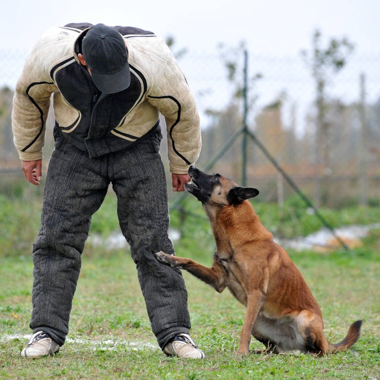 Belgischer Schäferhund (Foto: IMAGO, IMAGO / YAY Images)