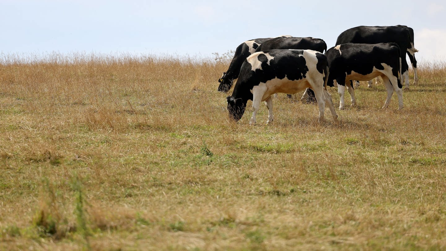 Kühe auf einer trockenen Wiese (Foto: picture-alliance / Reportdienste, Picture Alliance)