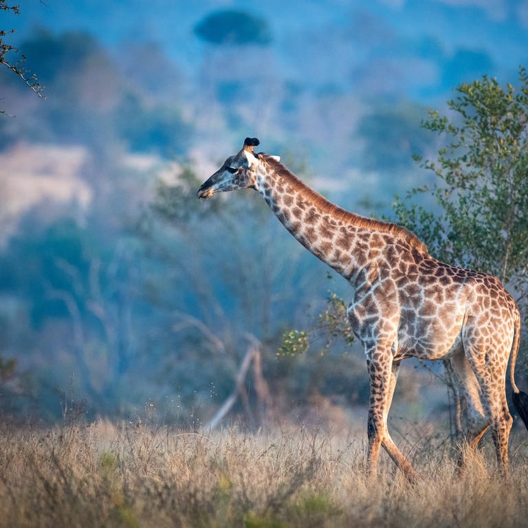 Eine Giraffe wandelt durch den südafrikanischen Busch. (Foto: DASDING, IMAGO, IMAGO / Mint Images)