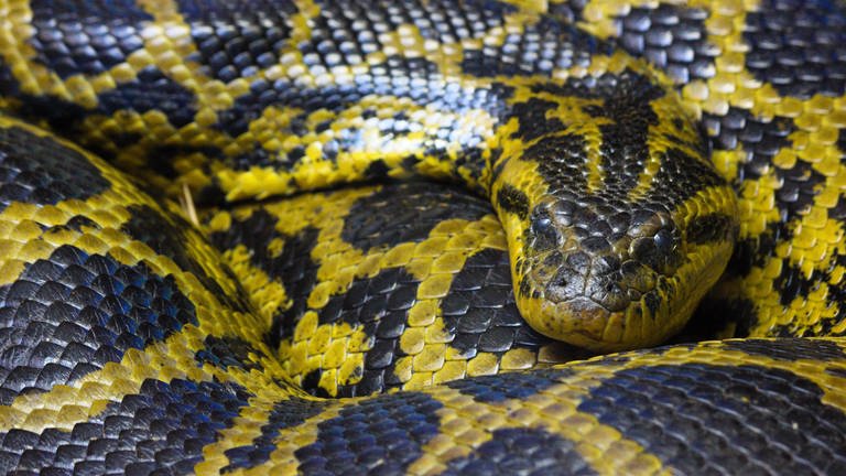 Symbolbild: Eine Burmese Python (Python bivittatus) in Pretoria, South Africa. (Foto: IMAGO, IMAGO / YAY Images)