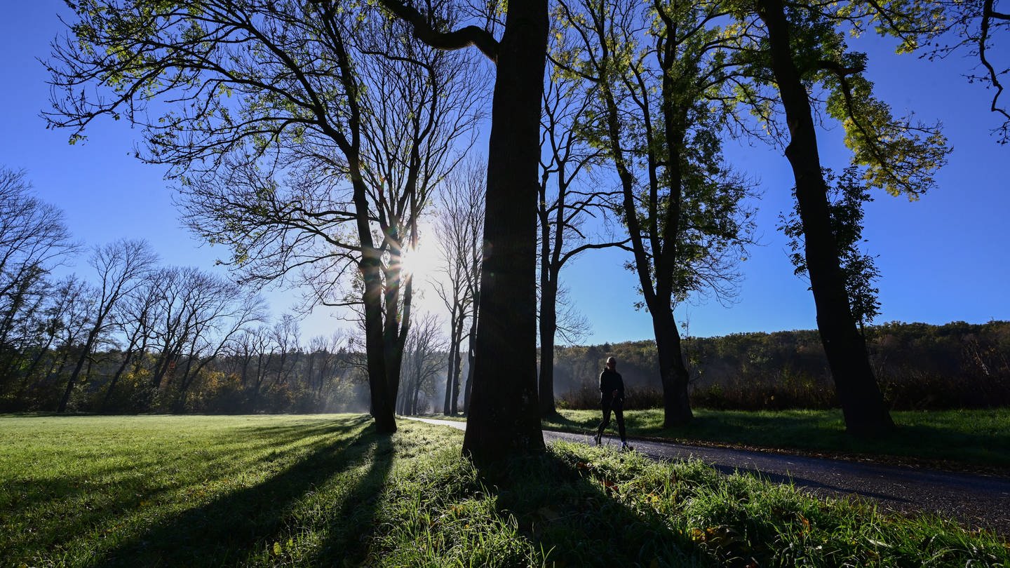 Ein Spaziergänger läuft bei strahlendem Sonnenschein durch eine Allee. (Foto: dpa Bildfunk, picture alliance/dpa | Bernd Weißbrod)