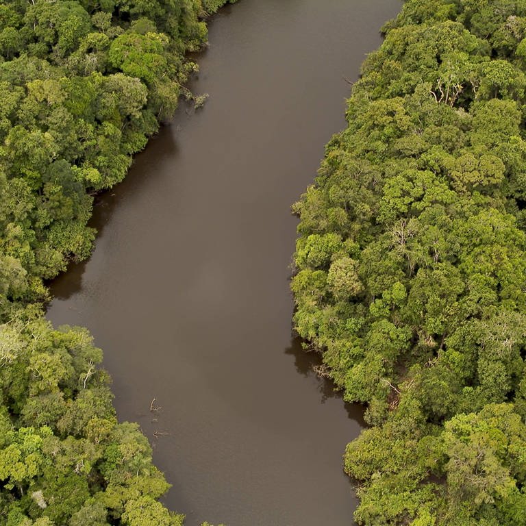 Der Rio Javari ist ein Nebenfluss des Amazonas in Peru. (Foto: IMAGO, IMAGO / Nature Picture Library)