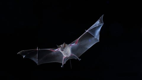 Eine Fledermaus fotografiert im Flug: Ein heller Laserstrahl kann die Tiere irritieren, warnt der BUND.  (Foto: dpa Bildfunk, picture alliance / dpa | Jens Rydell)