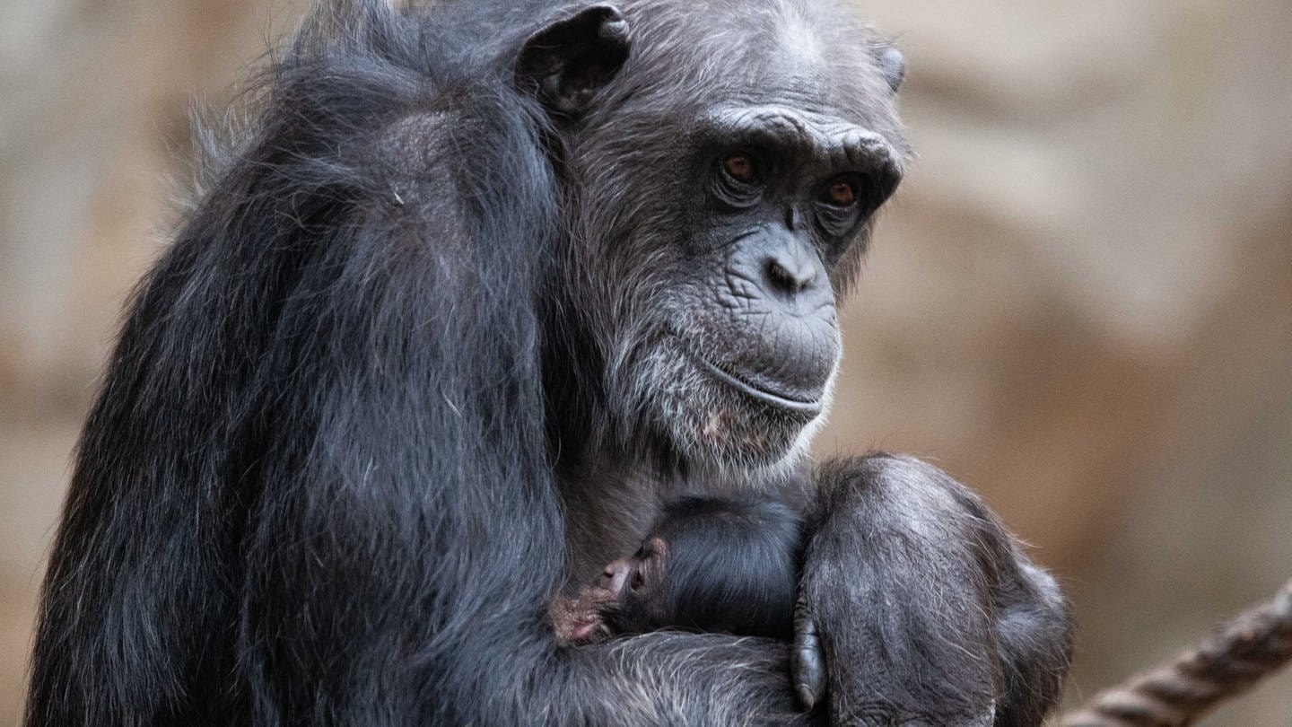 Schimpanse mit Baby Symbolbild