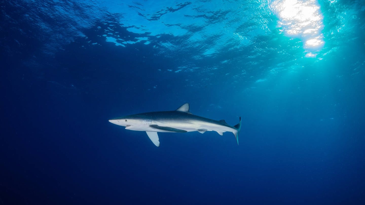 Bei dem verirrten Hai handelt es sich um einen Blauhai (Symbolbild). (Foto: IMAGO, IMAGO / Beatrix Schmitt)