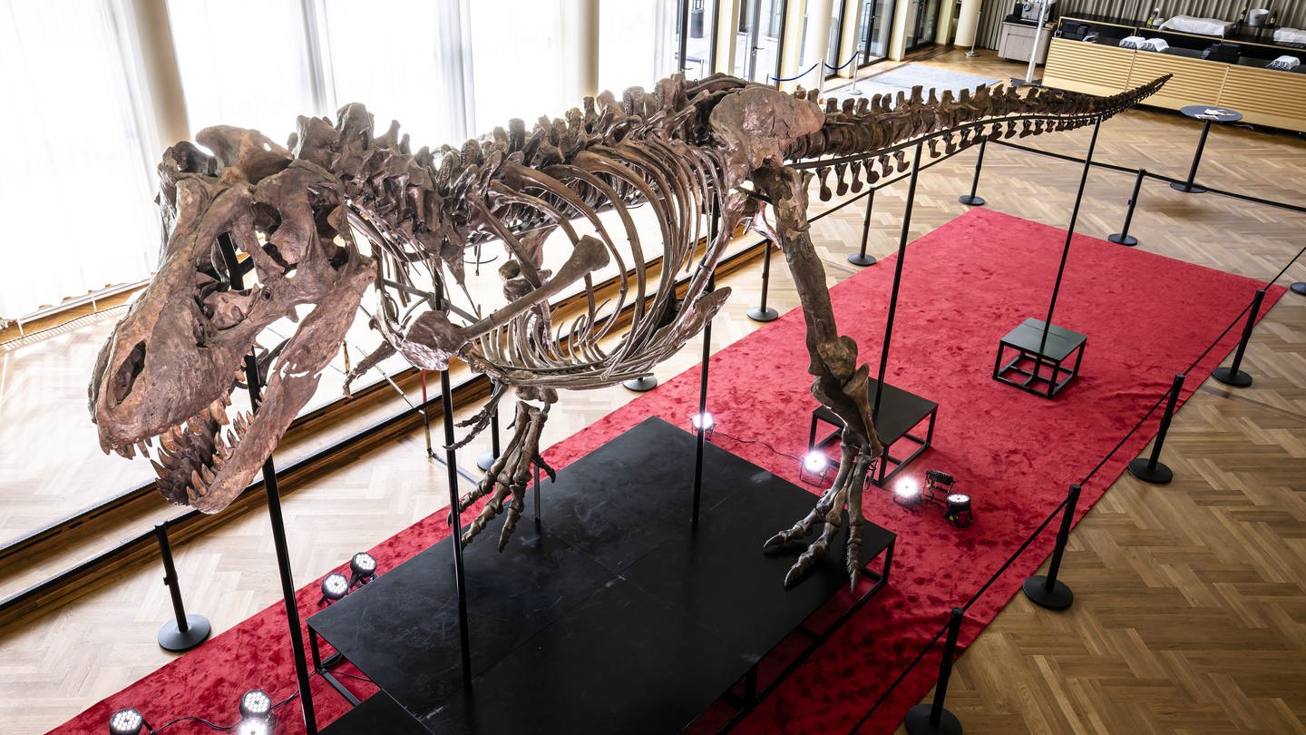 Das Skelett eines Tyrannosaurus rex namens 