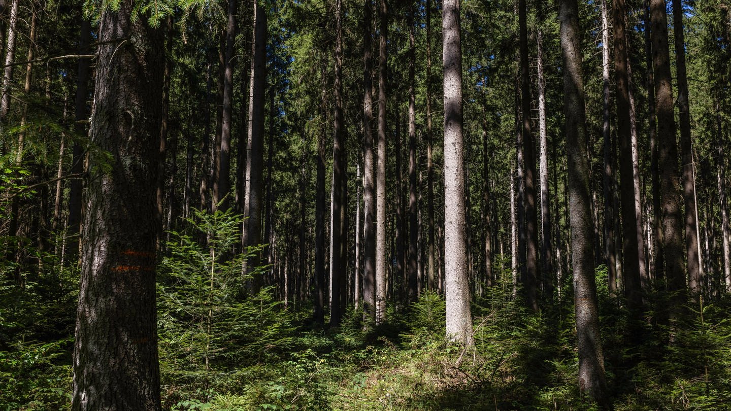 Von der Sonne angestrahlte Bäume stehen in einem Waldstück in Baden-Württemberg. Der Regen hat den Bäumen gut getan. (Foto: dpa Bildfunk, picture alliance/dpa | Philipp von Ditfurth)