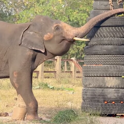 Chhouk der Elefant mit seiner Prothese (Foto: YouTube @Phnom Tamao Zoological and Wildlife Rescue Center)