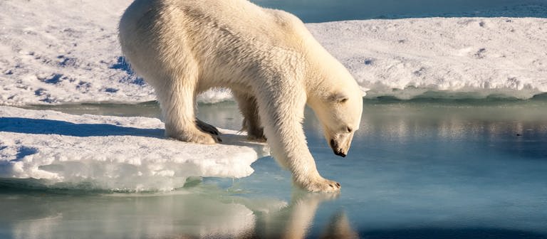 Eisbär in der Arktis (Foto: dpa Bildfunk, picture alliance / dpa | Mario Hoppmann)