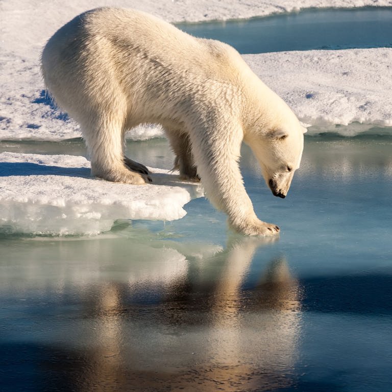 Eisbär in der Arktis (Foto: dpa Bildfunk, picture alliance / dpa | Mario Hoppmann)