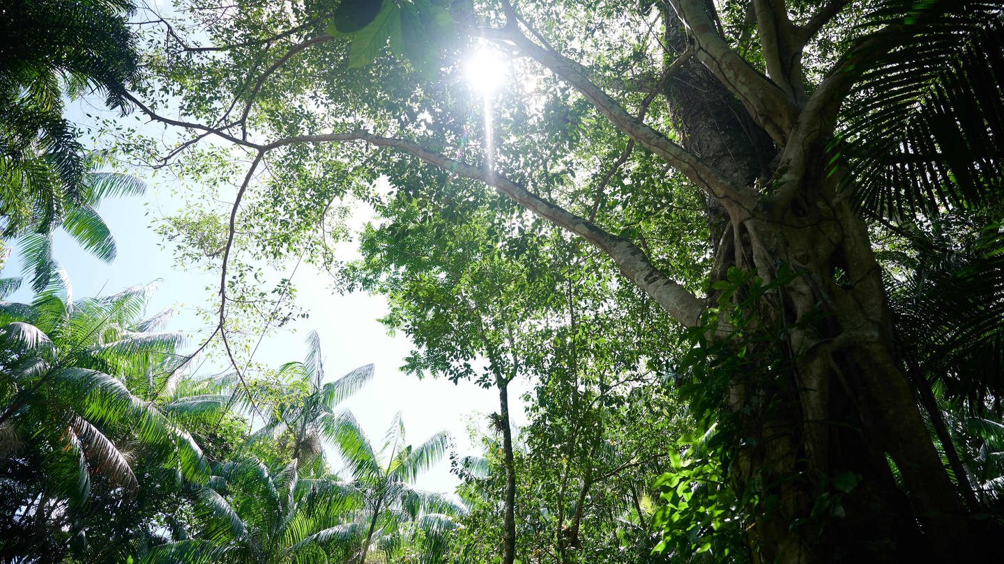 Die Sonne scheint durch die Bäume im Regenwald in Brasilien. (Foto: dpa Bildfunk, picture alliance/dpa | Annette Riedl)