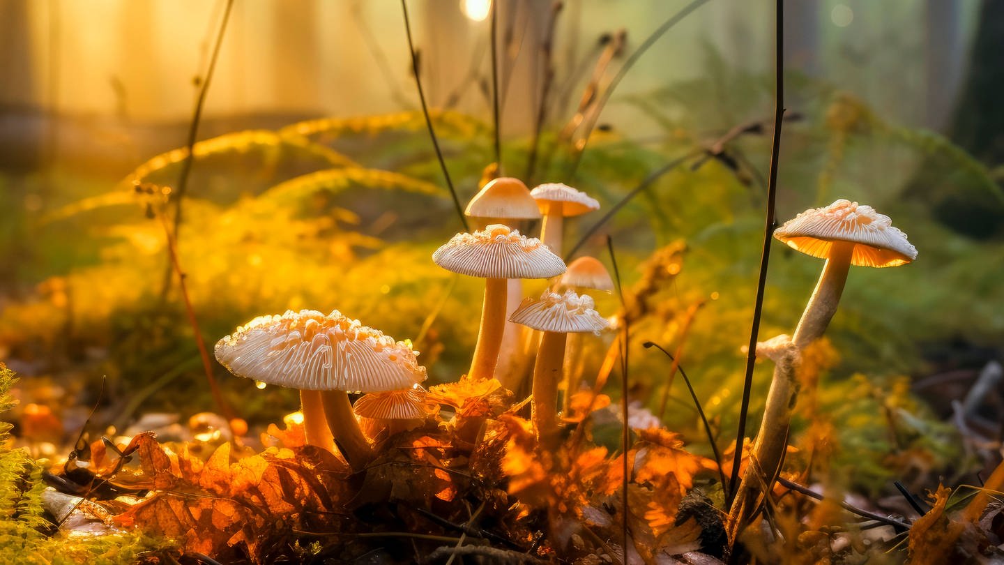Pilze könnten beim Klimaschutz helfen und vor Trockenheit und Hitze schützen (Foto: IMAGO, IMAGO / Peter Widmann)