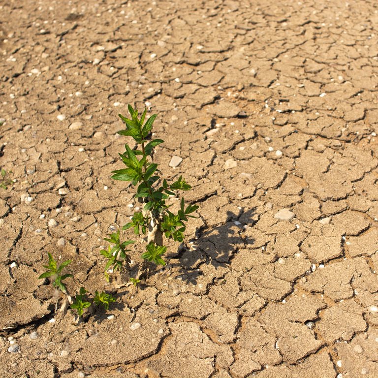Trockener Wüstenboden mit einem Grashalm (Foto: IMAGO, IMAGO / NurPhoto)