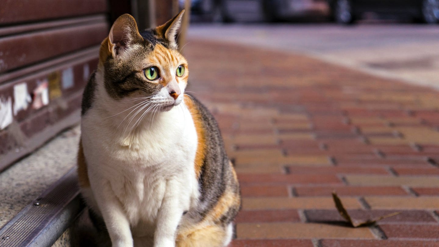 In Mannheim gibt es ab sofort eine Katzenschutzverordnung (Foto: IMAGO, Pexels / Jimmy Chan)