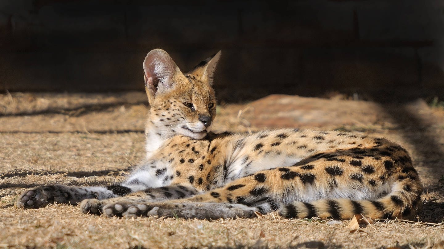 Eine Raubkatze - genauer: ein Serval - liegt auf dem Boden und sonnt sich. (Foto: IMAGO, YAY Images)