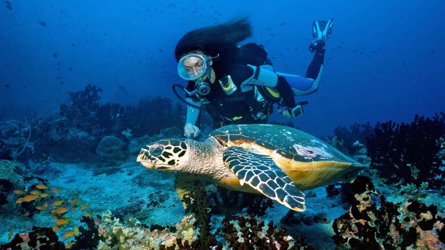 Taucherin beobachtet Schildkröte - In den USA gab es jetzt ein Konzert zum Schutz der Korallenriffe (Foto: IMAGO, IMAGO / imagebroker)