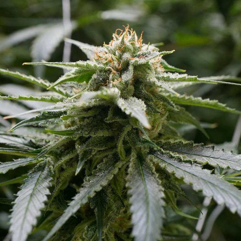 Das Bundesverfassungsgericht hält an Cannabis-Verbot fest (Foto: IMAGO, IMAGO / USA TODAY Network)