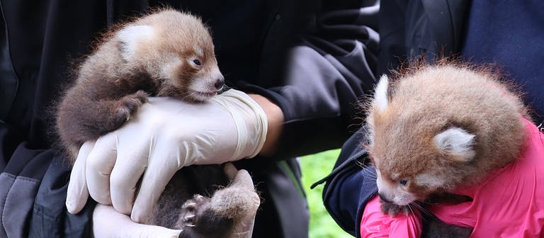 Im Karlsruher Zoo sind erstmals zwei Rote Pandas zur Welt gekommen - ein Männchen und ein Weibchen. (Foto: picture-alliance / Reportdienste, picture alliance/dpa/Zoo Karlsruhe | Timo Deible)