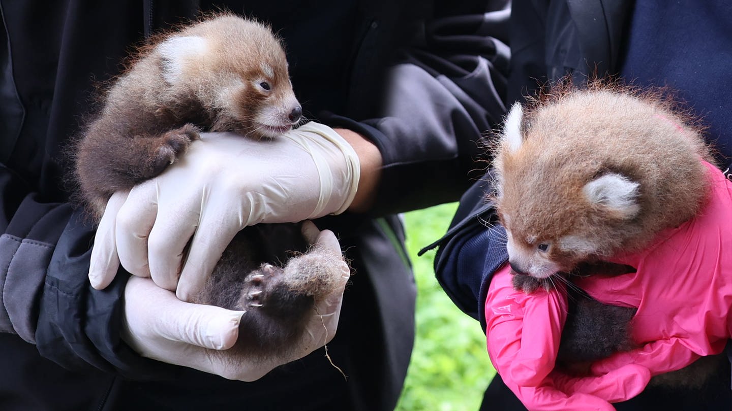 Im Karlsruher Zoo sind erstmals zwei Rote Pandas zur Welt gekommen - ein Männchen und ein Weibchen. (Foto: picture-alliance / Reportdienste, picture alliance/dpa/Zoo Karlsruhe | Timo Deible)