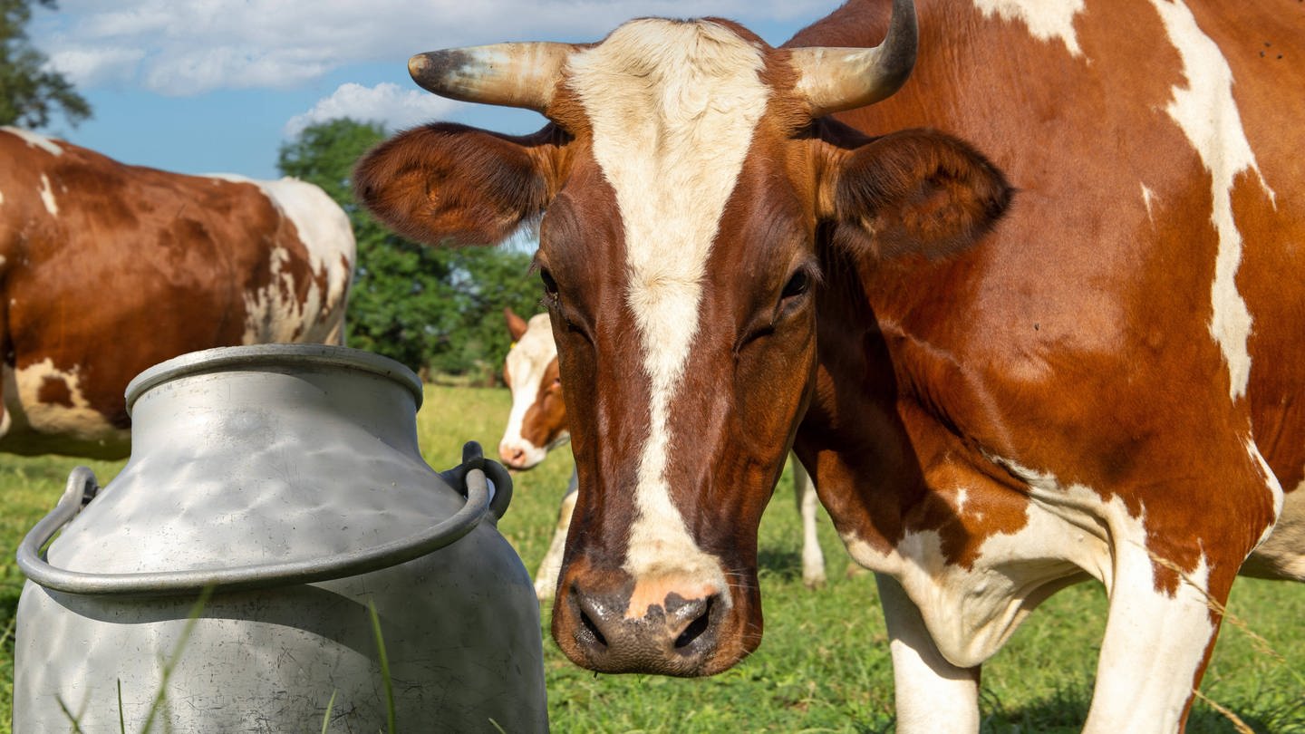 Eine Kuh steht zusammen mit anderen Kühen und einem Behälter für Milch auf der Weide (Foto: IMAGO, IMAGO / U. J. Alexander)