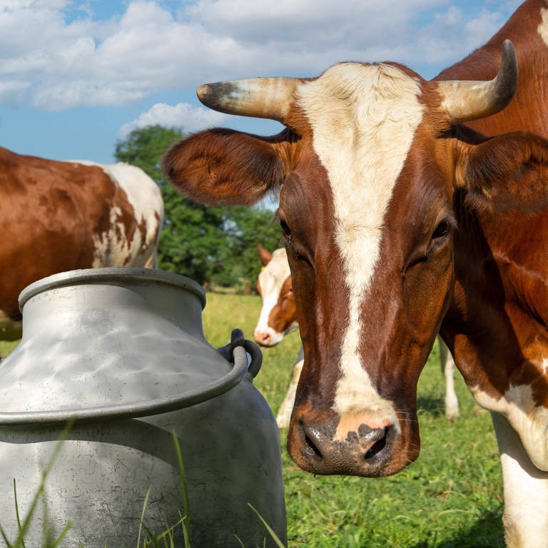 Eine Kuh steht zusammen mit anderen Kühen und einem Behälter für Milch auf der Weide (Foto: IMAGO, IMAGO / U. J. Alexander)