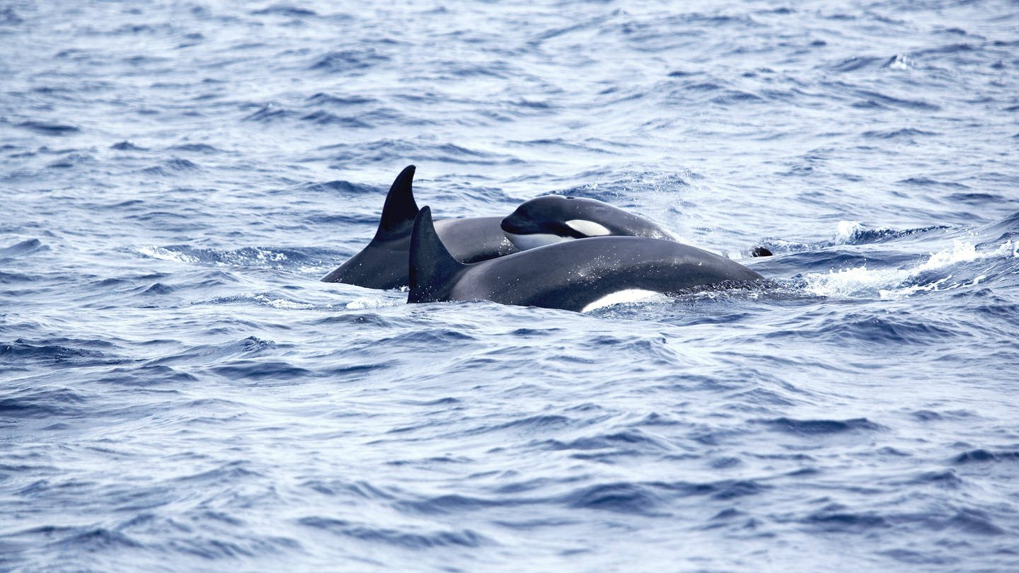 Orcas greifen in den Meeresengen von Gibralter Schiffe an – (Foto: IMAGO, imagebroker)