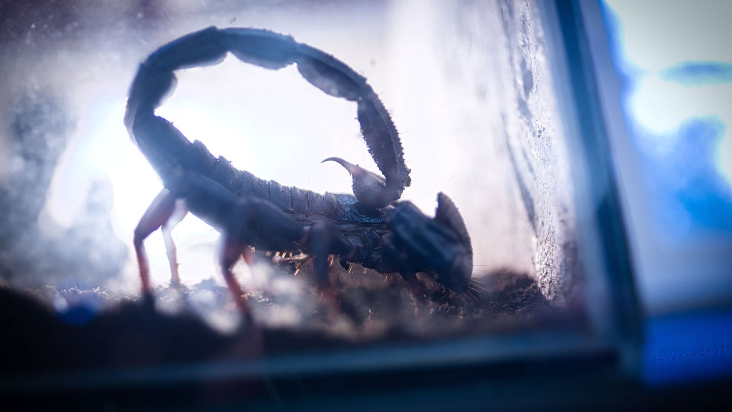 Ein Skorpion sitzt hinter einer Glasscheibe. In Göppingen hat ein Mann ein solches Tier im Haus gefunden. (Foto: dpa Bildfunk, picture alliance/dpa | Peter Steffen)