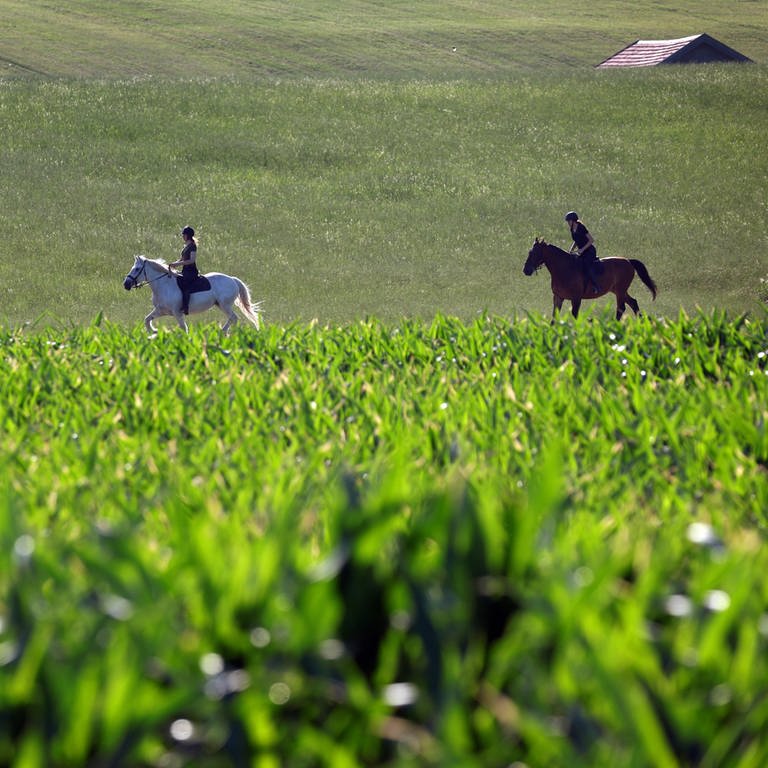 Zwei junge Frauen bei einem Reitausflug hinter einem Maisfeld.  (Foto: dpa Bildfunk, picture alliance/dpa | Karl-Josef Hildenbrand)