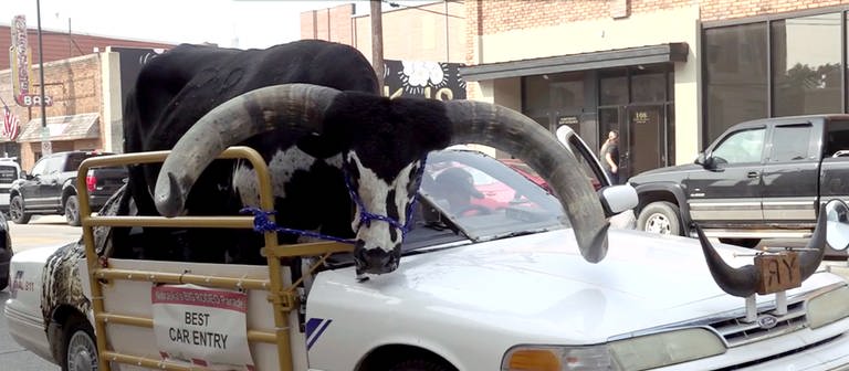 Ein Watussi-Bulle sitzt im US-Bundesstaat Nebraska auf dem Beifahrersitz. Die Polizei stoppte das Auto. (Foto: dpa Bildfunk, picture alliance/dpa/News Channel Nebraska/AP |)
