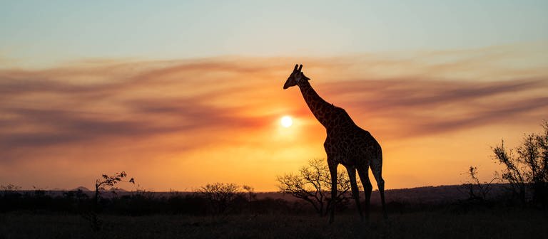 Eine Giraffe beim Sonnenuntergang im Londolozi Game Reserve in Südafrika (Foto: IMAGO, IMAGO / Mint Images)