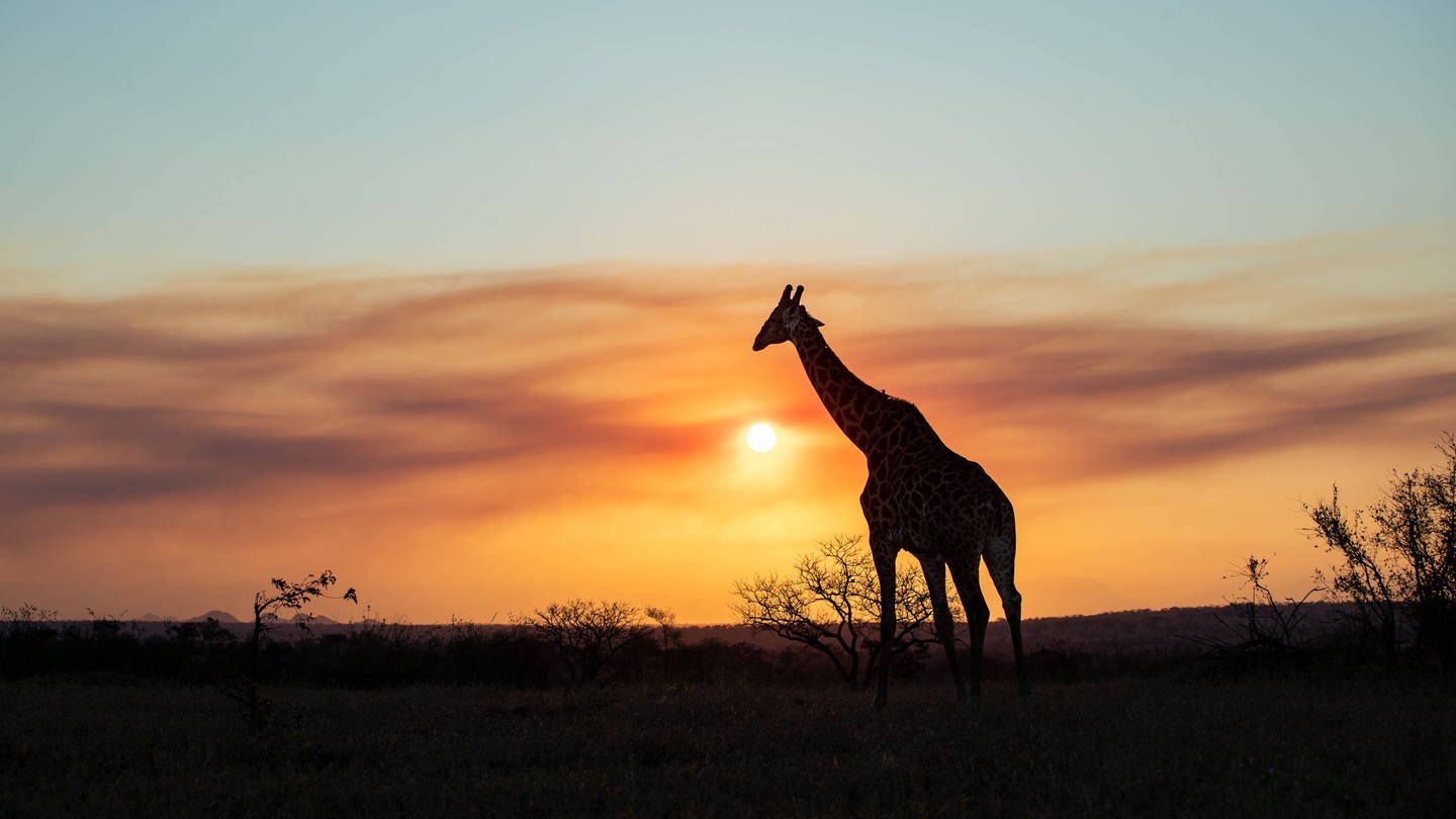 Eine Giraffe beim Sonnenuntergang im Londolozi Game Reserve in Südafrika (Foto: IMAGO, IMAGO / Mint Images)