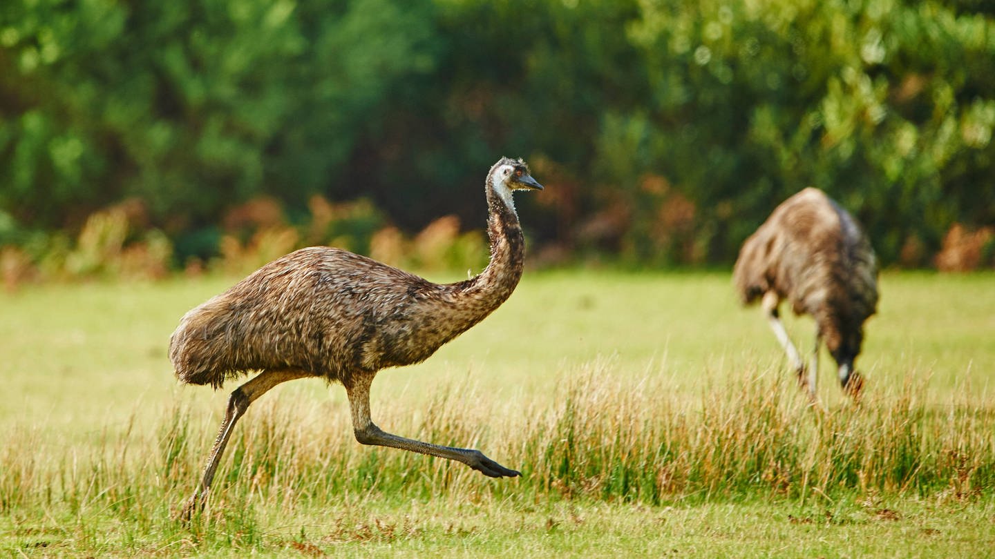 Emus auf einer Wiese in Australien (Symbolfoto) (Foto: IMAGO, IMAGO / blickwinkel)