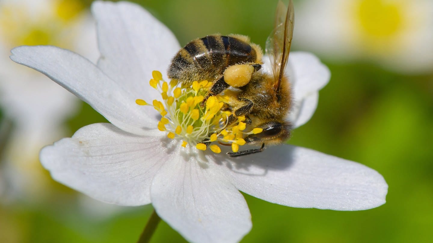 Eine Biene sucht Blütenpollen auf einem Buschwindröschen, die gesammelten Blütenpollen sind bereits an den Beinen der Biene zu erkennen. (Foto: dpa Bildfunk, picture alliance/dpa/dpa-Zentralbild | Patrick Pleul)