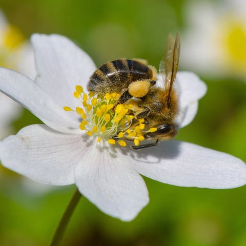 Eine Biene sucht Blütenpollen auf einem Buschwindröschen, die gesammelten Blütenpollen sind bereits an den Beinen der Biene zu erkennen. (Foto: dpa Bildfunk, picture alliance/dpa/dpa-Zentralbild | Patrick Pleul)