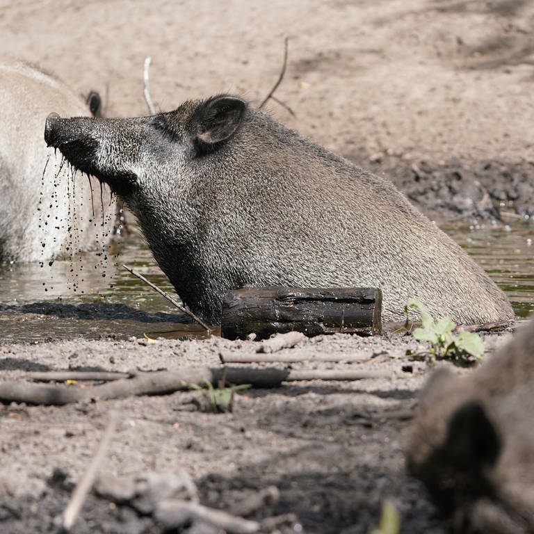 Wildschweine suhlen sich im Schlamm  im Sauerland musste die Feuerwehr zwölf Tiere aus einem Wassergraben retten. (Foto: dpa Bildfunk, picture alliance/dpa | Marcus Brandt)