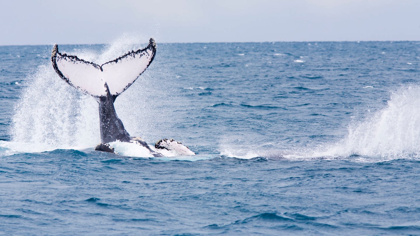 Die Flosse eines Buckelwals schaut aus dem Meer heraus (Foto: IMAGO, IMAGO/Panthermedia)