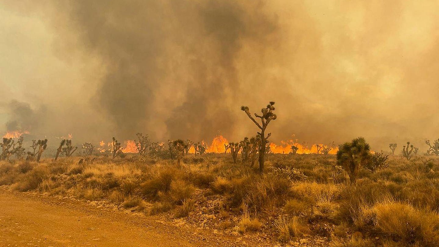 Der gewaltige Waldbrand im kalifornischen Mojave National Preserve breitet sich durch unberechenbaren Wind weiter aus. (Foto: dpa Bildfunk, picture alliance/dpa/National Park Service Mojave National Preserve/ZUMA Press Wire | R. Almendinger)