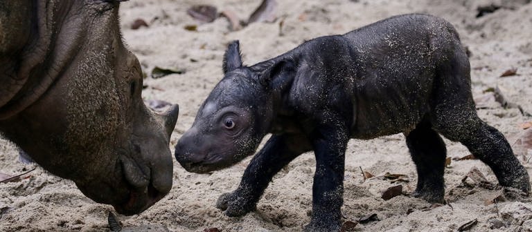 Im indonesischen Naturschutzgebiet kam Ende September ein Sumatra-Nashorn zur Welt. In dem Gebiet gibt es nur noch neun Stück. (Foto: Reuters, Reuters)