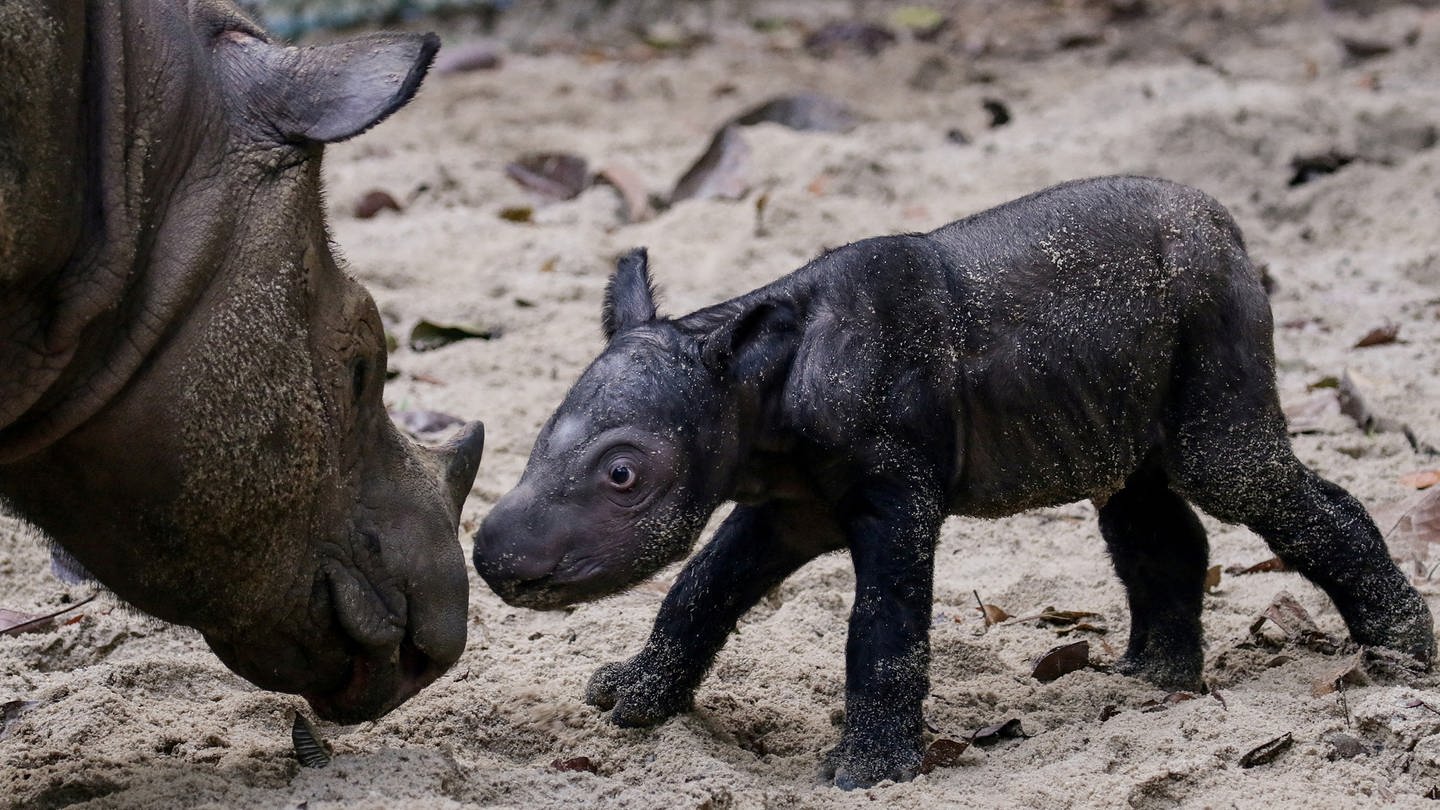 Im indonesischen Naturschutzgebiet kam Ende September ein Sumatra-Nashorn zur Welt. In dem Gebiet gibt es nur noch neun Stück. (Foto: Reuters, Reuters)