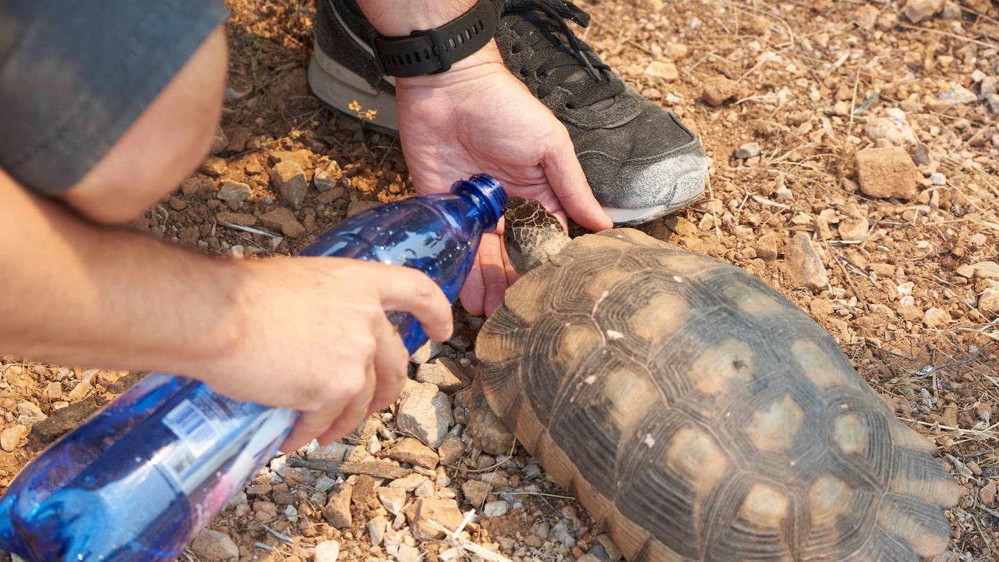 Ein Mann in Griechenland gibt einer Schildkröte nach den Waldbränden Wasser. (Foto: IMAGO, ZUMA Wire / Nikolas Georgiou)