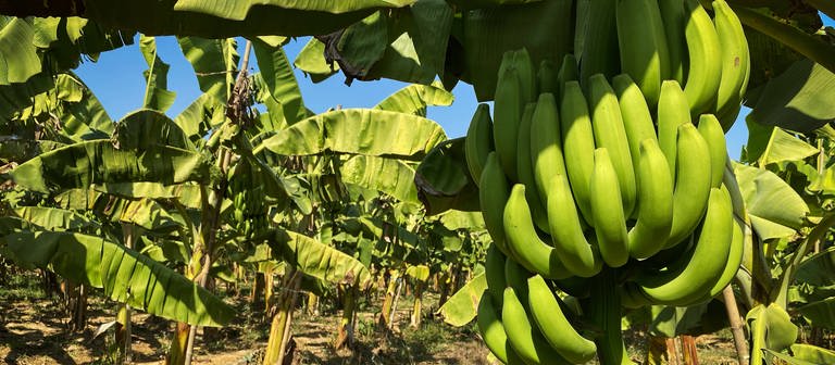 SYMBOLBILD. Eine Bananenstaude auf einer Bananenplantage. (Foto: IMAGO, IMAGO / Shotshop)