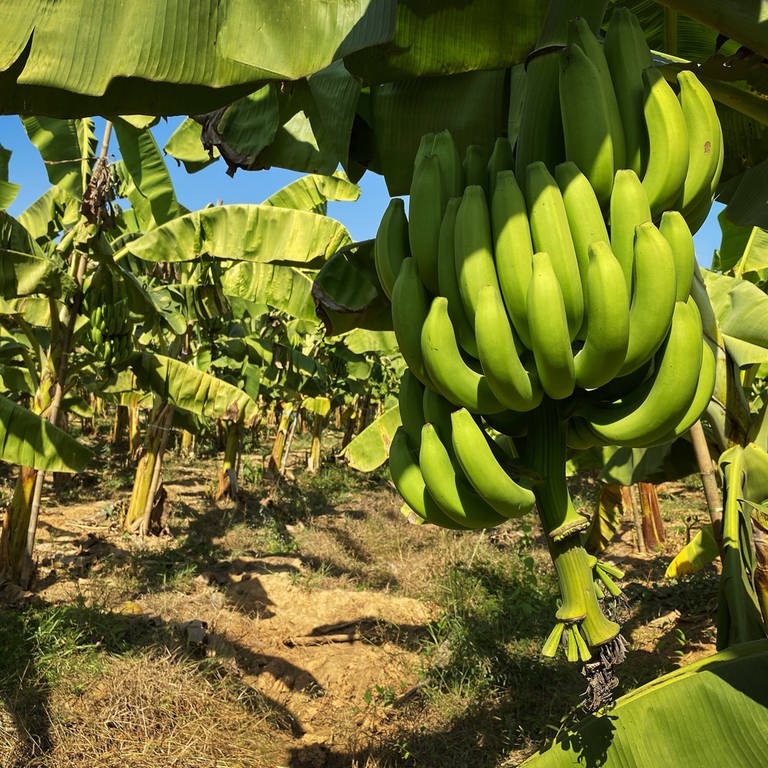 SYMBOLBILD. Eine Bananenstaude auf einer Bananenplantage. (Foto: IMAGO, IMAGO / Shotshop)