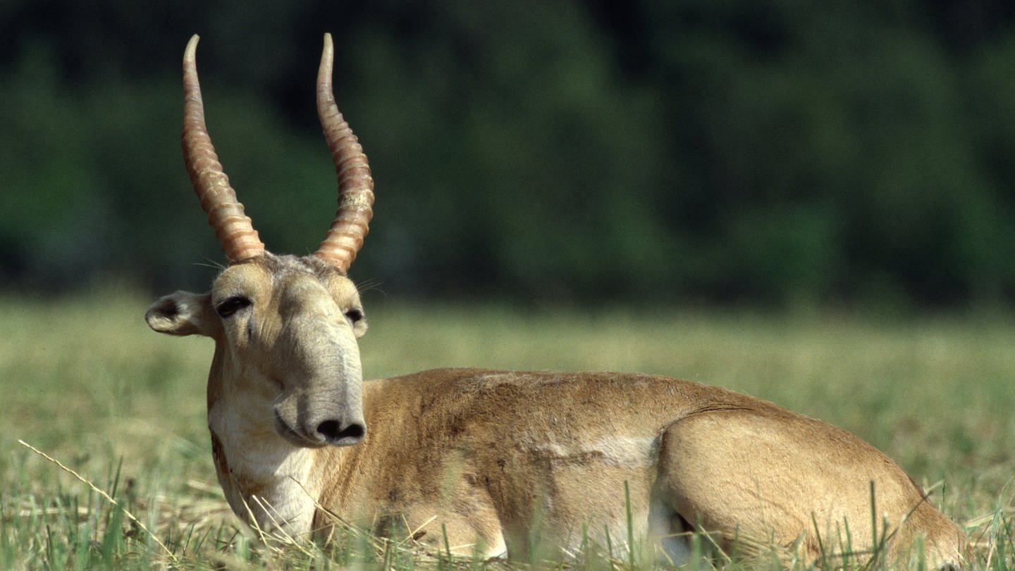 Die Population der Saiga-Antilope mit der Penis-Nase hat sich laut WWF erholt. In der Mongolei leben wieder mehr als 15.000 Tiere. (Foto: dpa Bildfunk, picture alliance / dpa | Rotislav Stach)