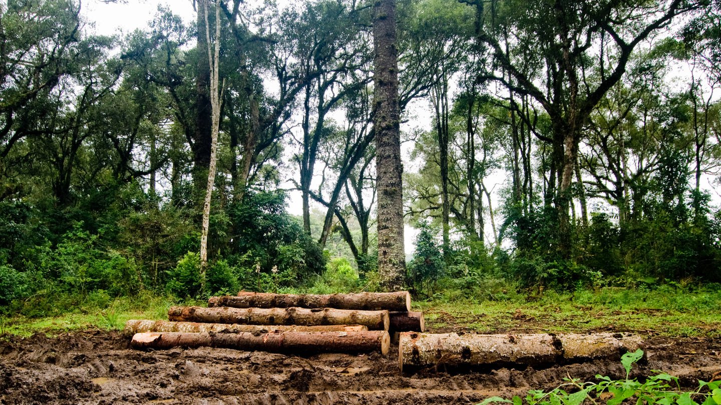 Abgeholzter Wald Brasilien (Foto: IMAGO, IMAGO / Design Pics)
