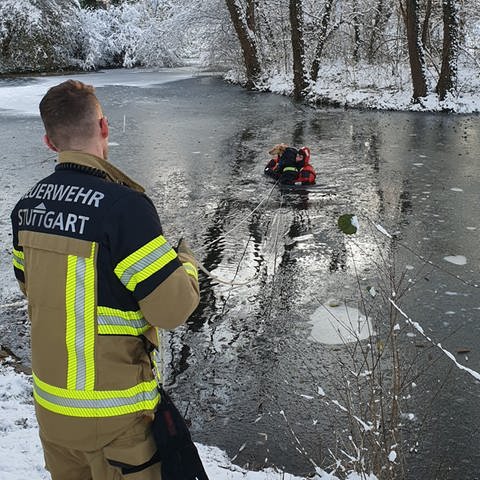Ein Hund war auf dem gefrorenen Riedsee in Stuttgart-Möhringen eingebrochen. Die Feuerwehr musste anrücken, um zu helfen. (Foto: Feuerwehr Stuttgart)